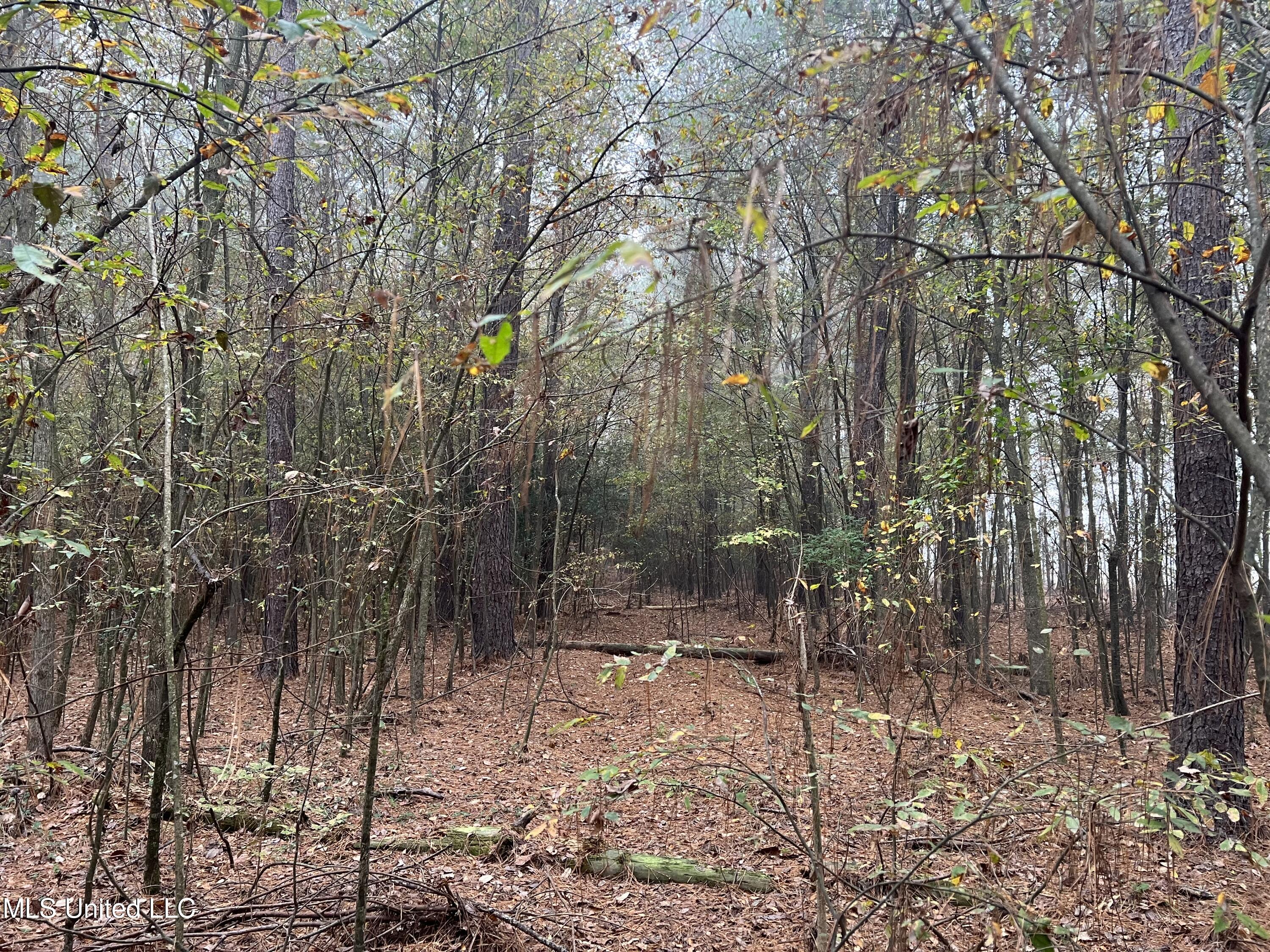 0 Robinson Road Carthage, MS 39051 - Photo 10 of 24 IMG_8521