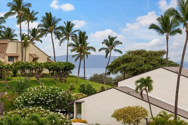 a view of a yard with palm plants