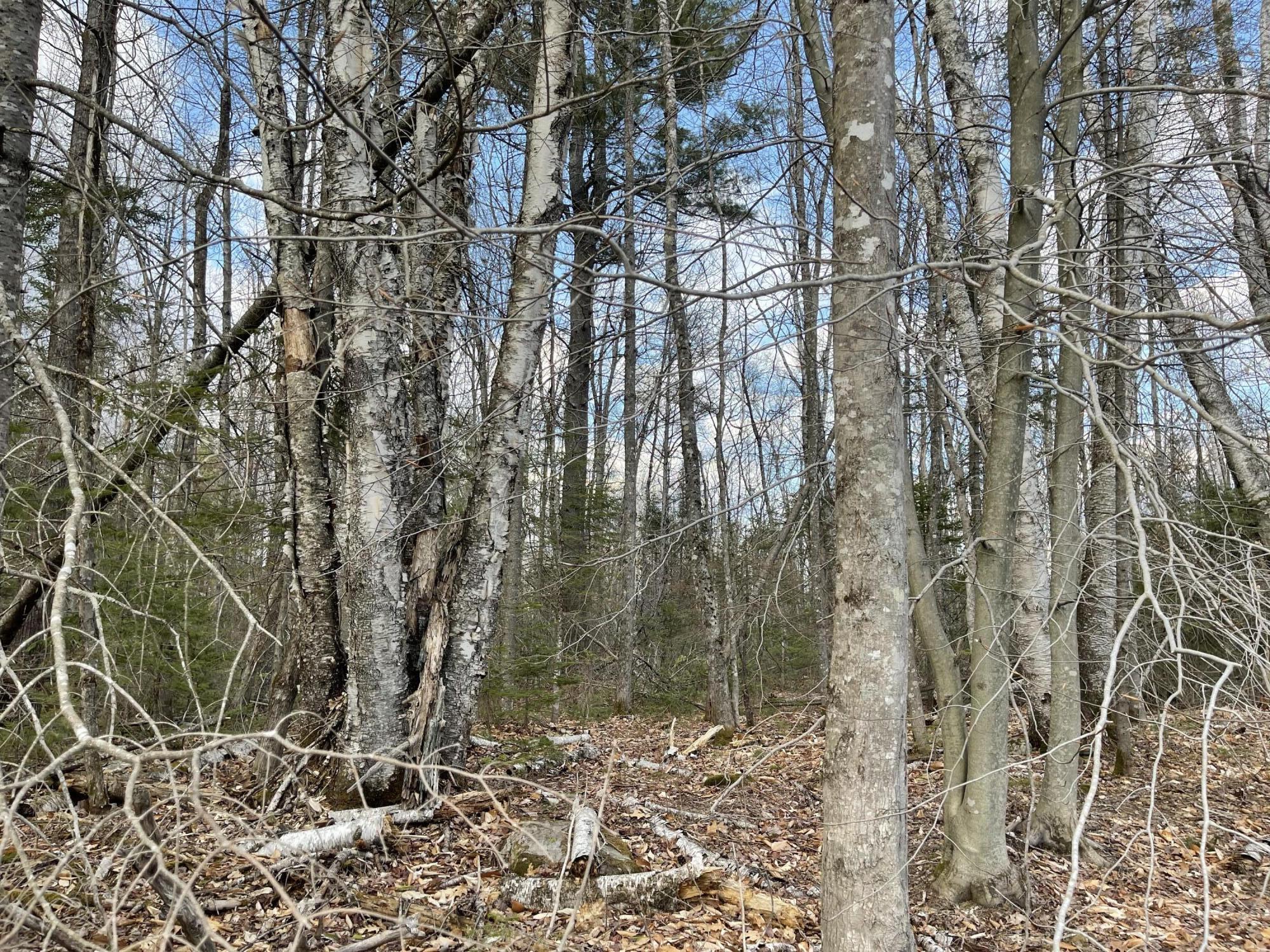 0 Cross Road Wellington, ME 04942 - Photo 6 of 13 IMG_4165
