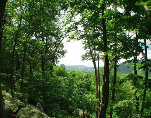 Ore Hill Road South Kent, CT 06785 - Photo 1 of 1 a view of forest