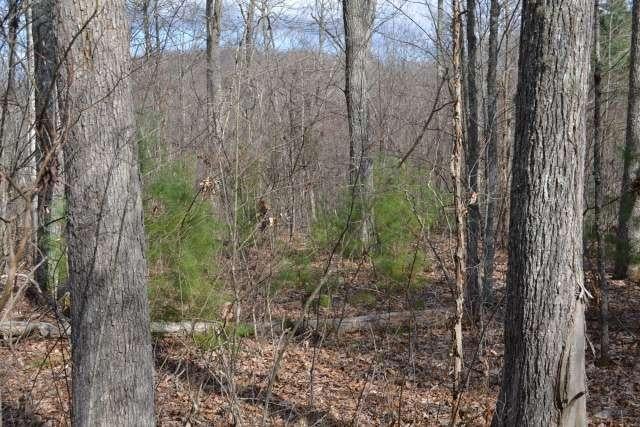 204 Brush Road Lewisburg, WV 24901 - Photo 41 of 60 Gallery Image 41