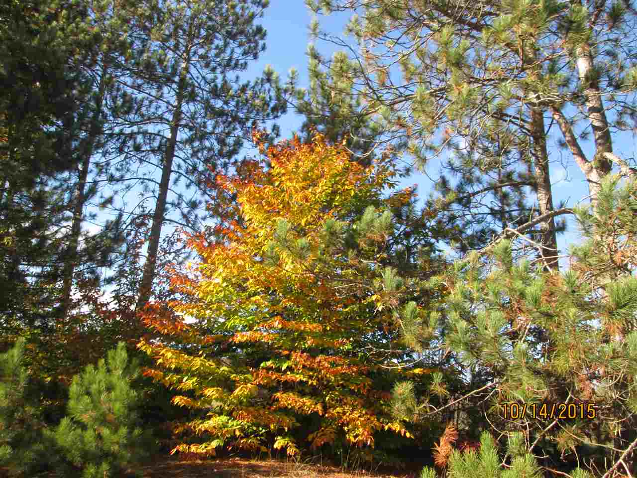 398 Sigma Road Southeast Kalkaska, MI 49646 - Photo 47 of 50 1825827-46.JPG