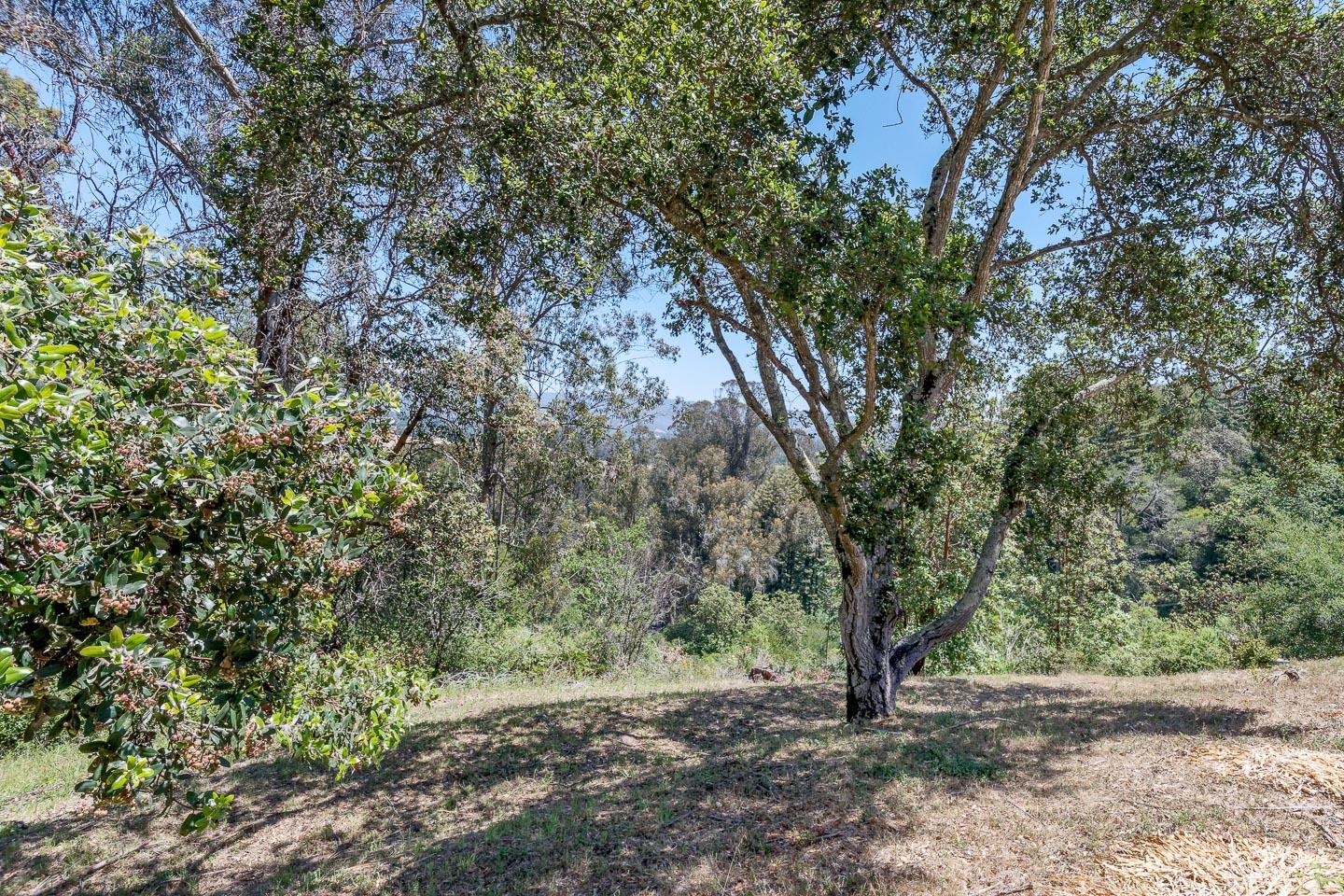 892-894 Calabasas Road Watsonville, CA 95076 - Photo 48 of 53 a view of outdoor space and tree