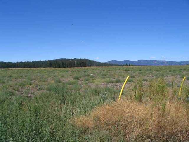 0 Crosscut Cheney, WA 99004 - Photo 3 of 7