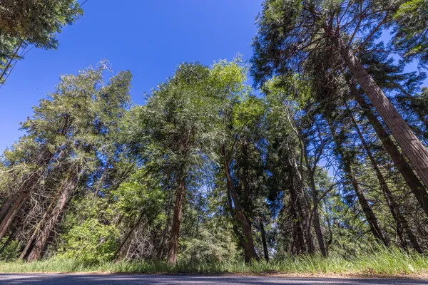 a view of a tree