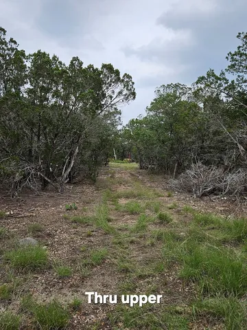 a view of a bunch of trees
