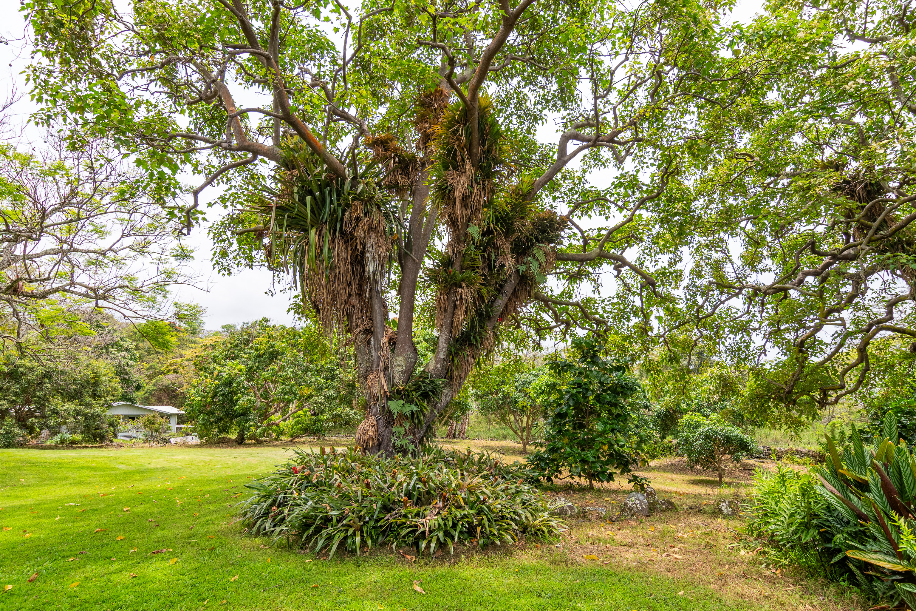 86-4190 Hookena Beach Road Captain Cook, HI 96704 - Photo 24 of 30 a view of a field with a tree