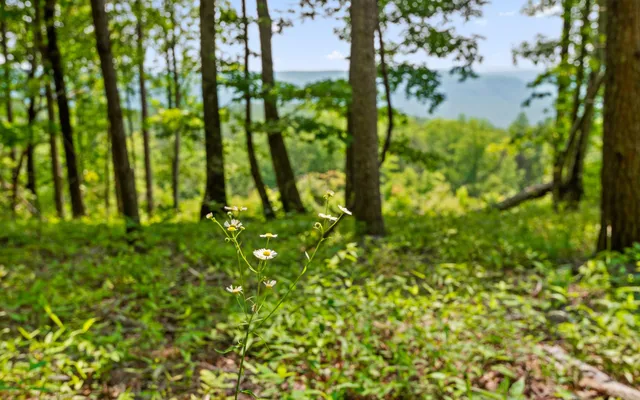 $550,000 | Lot 2222 High Ground Road, Guild, TN 37340