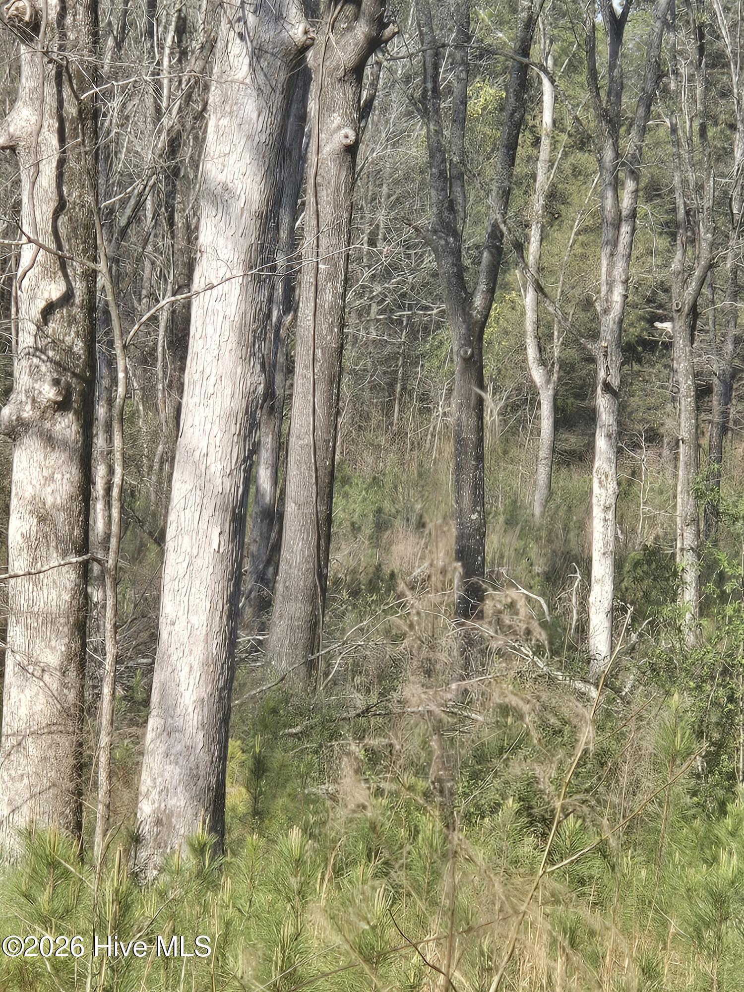 0 Mercier Road Lincolnton, GA 30817 - Photo 3 of 6