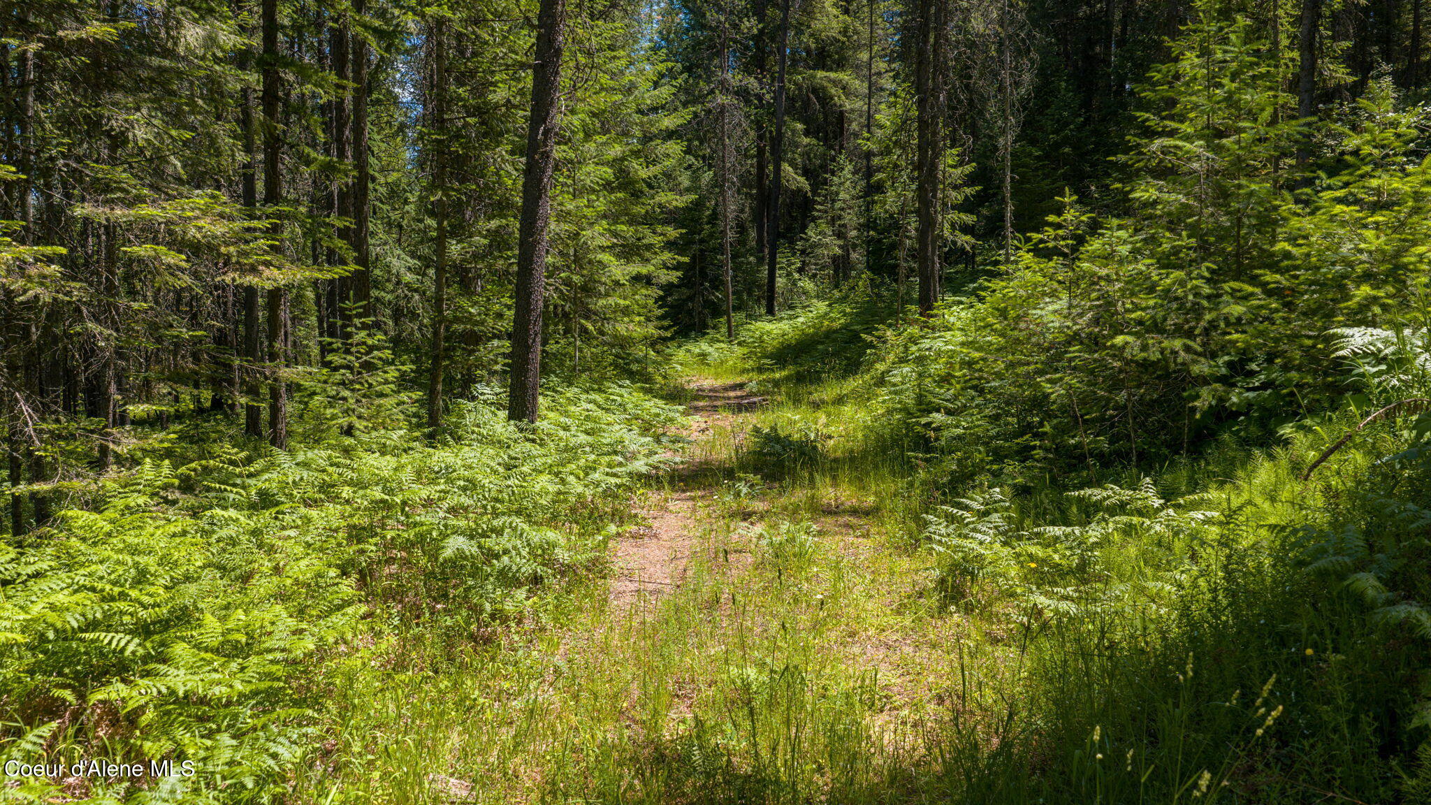 965 Trails End Road Athol, ID 83801 - Photo 15 of 26 Lower road on the North side of property