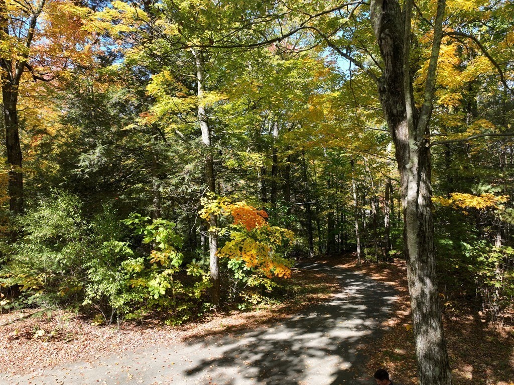 298 Haydenville Road Whately, MA 01093 - Photo 29 of 33 a view of a tree