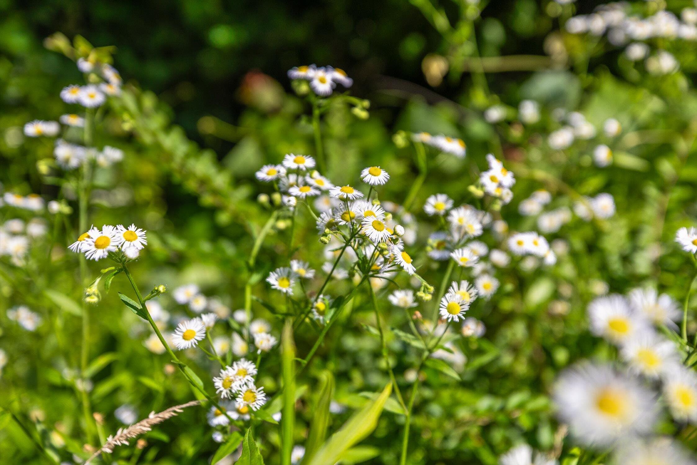 4300 Pocket Road Whitwell, TN 37397 - Photo 27 of 33 26-Pocket-26