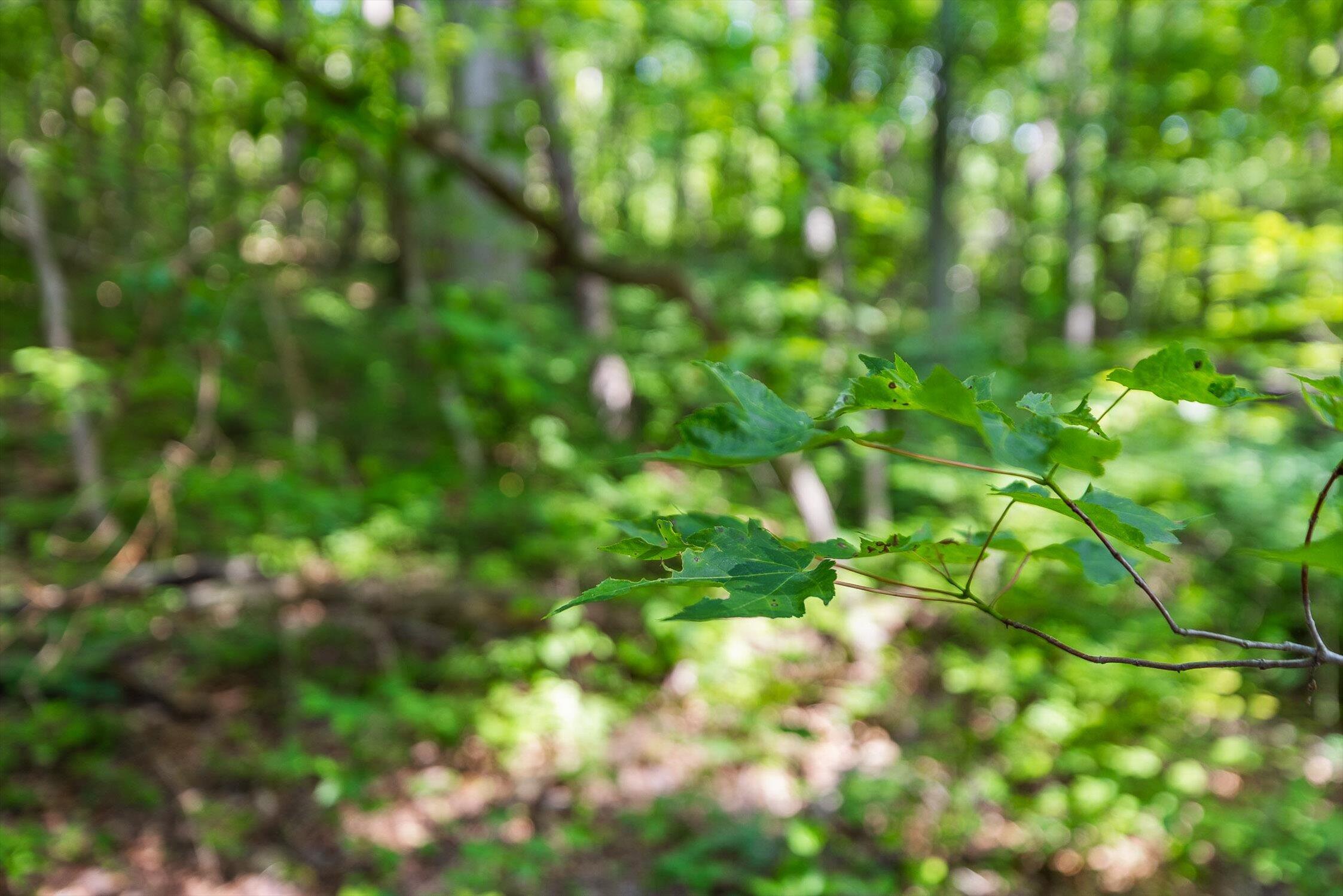 4300 Pocket Road Whitwell, TN 37397 - Photo 30 of 33 29-Pocket-29