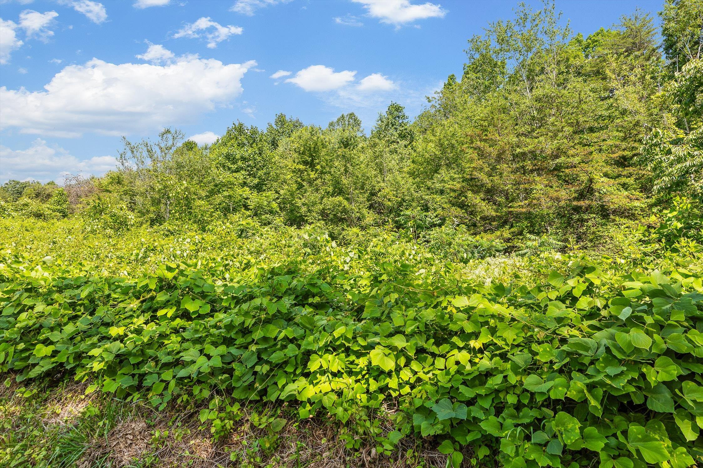 4300 Pocket Road Whitwell, TN 37397 - Photo 32 of 33 31-Pocket-31