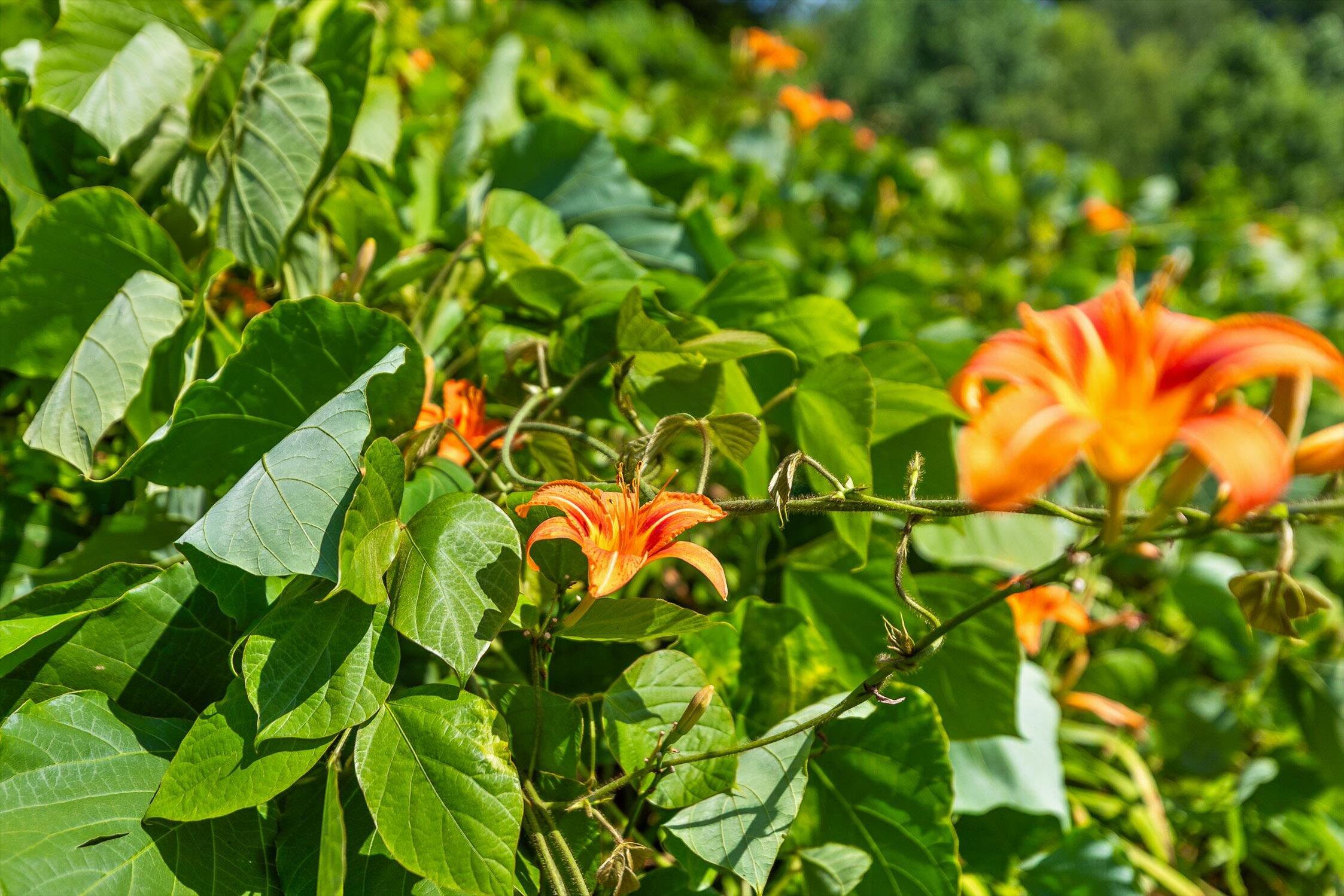 4300 Pocket Road Whitwell, TN 37397 - Photo 33 of 33 32-Pocket-32