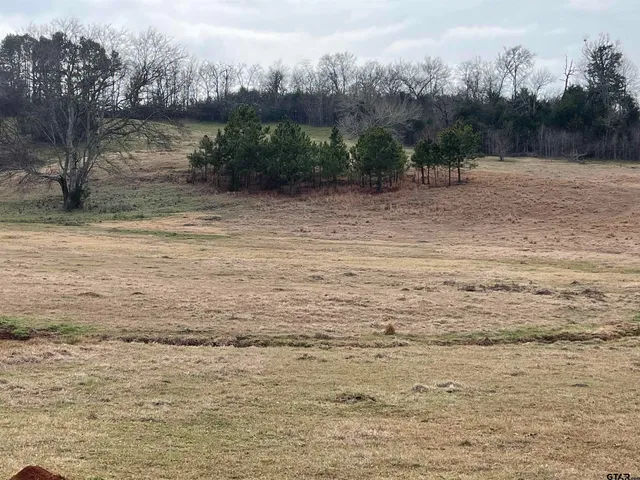 a close up of a plant