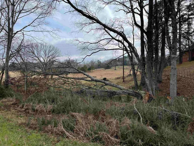 a view of a yard with large trees