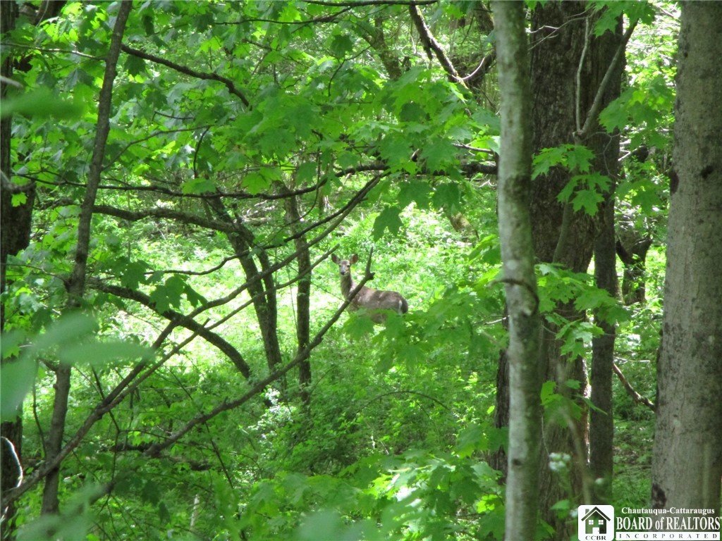 Yankee Road Cuba, NY 14727 - Photo 15 of 31