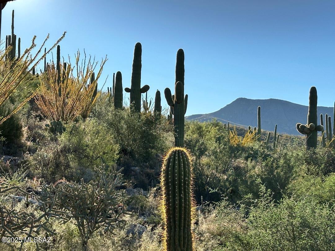 8491 South Pistol Hill Road Vail, AZ 85641 - Photo 6 of 50 Mature Saguaro Cactus