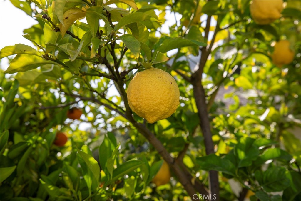 1748 Bel Aire Drive Glendale, CA 91201 - Photo 44 of 51 a view of a tree