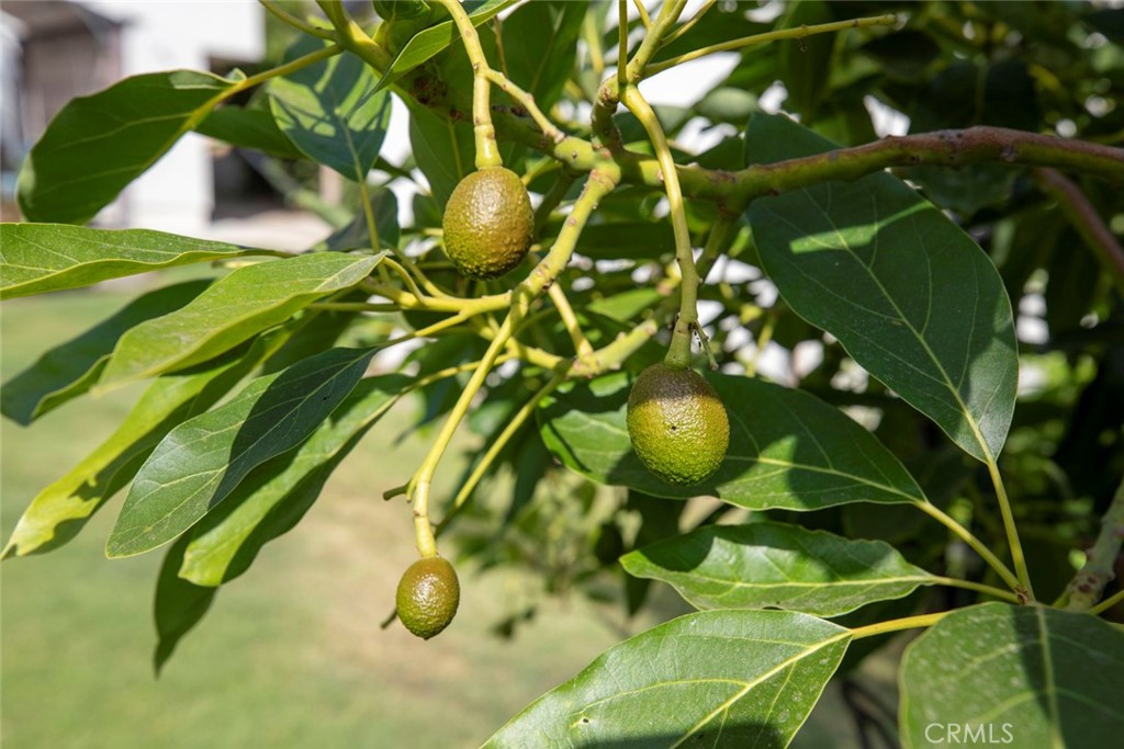 1748 Bel Aire Drive Glendale, CA 91201 - Photo 45 of 51 a view of plant