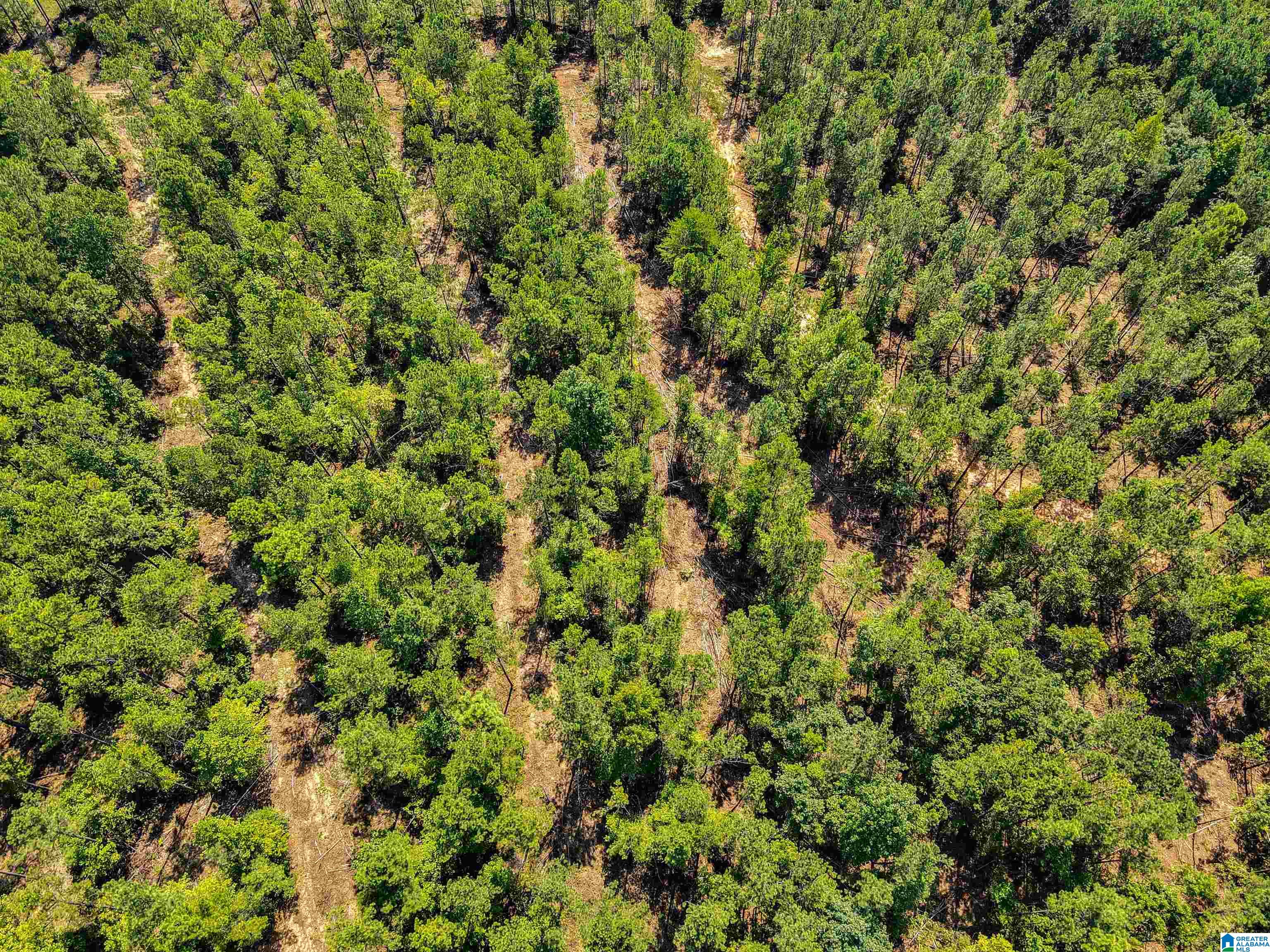 0 County Road 465, Unit 1 Clanton, AL 35045 - Photo 10 of 16