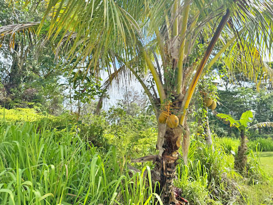 Happy Coconut palm growing at the right hand border of Lot 807, Lalakea Street...