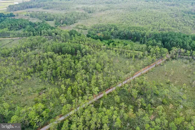 a view of a lush green forest with a street