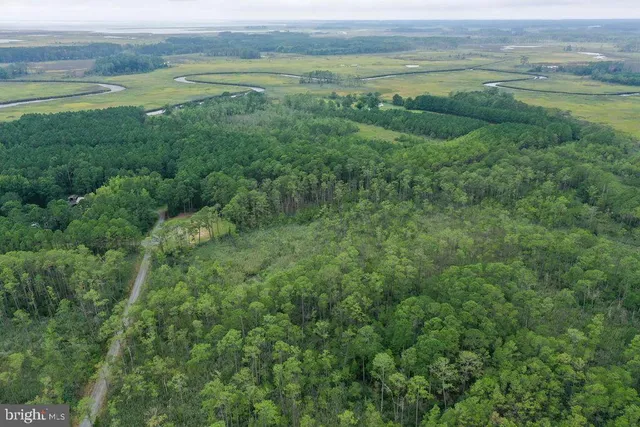 a view of a lush green forest with lots of trees