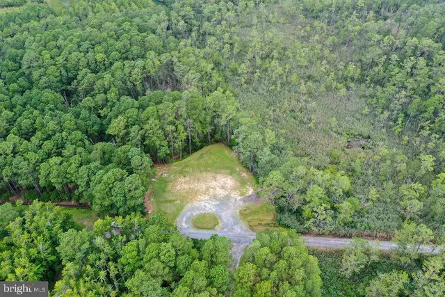 a close up of a plant in a garden