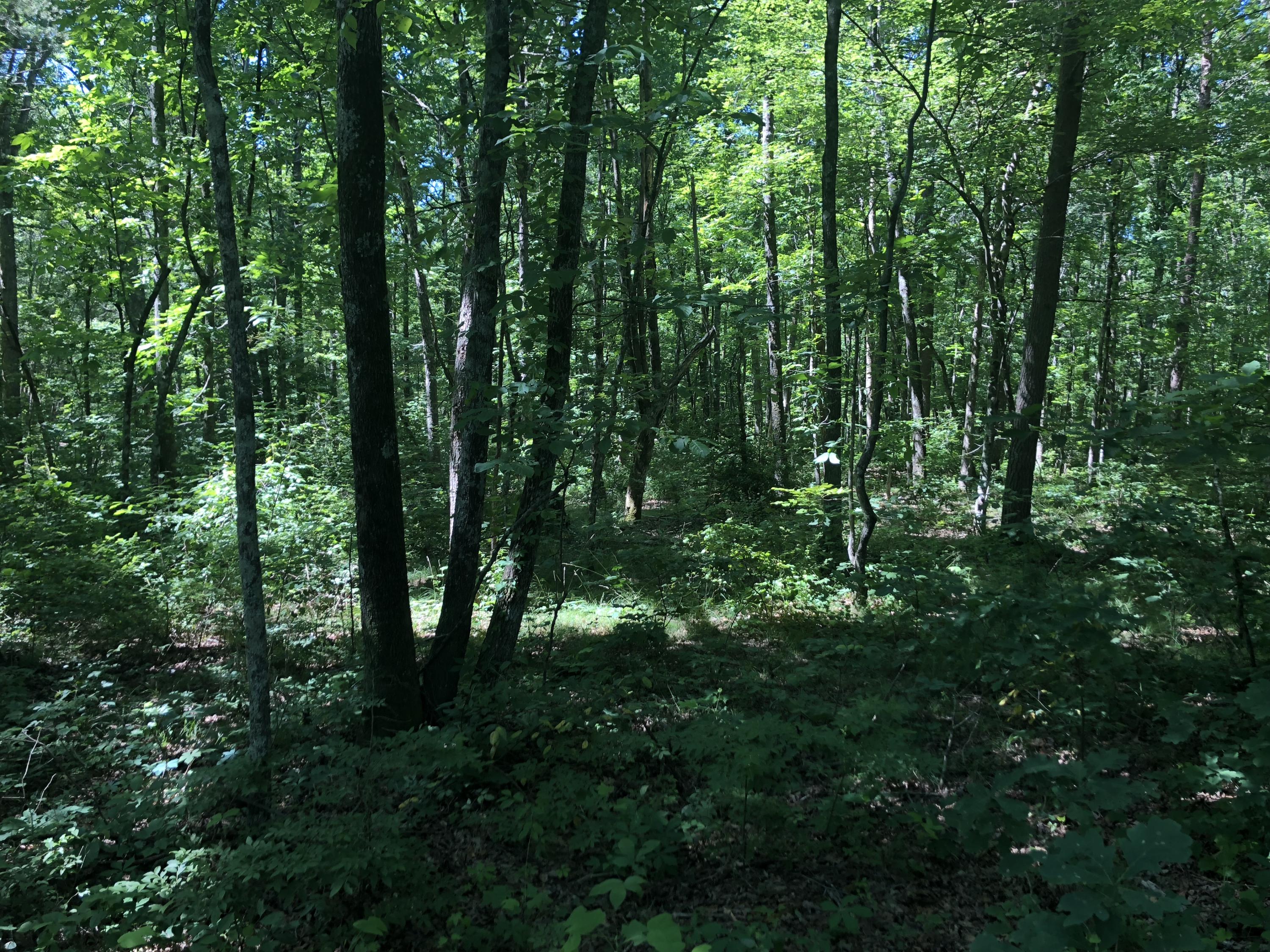 9713 Reynolds Road Soddy Daisy, TN 37379 - Photo 11 of 17 IMG_2275