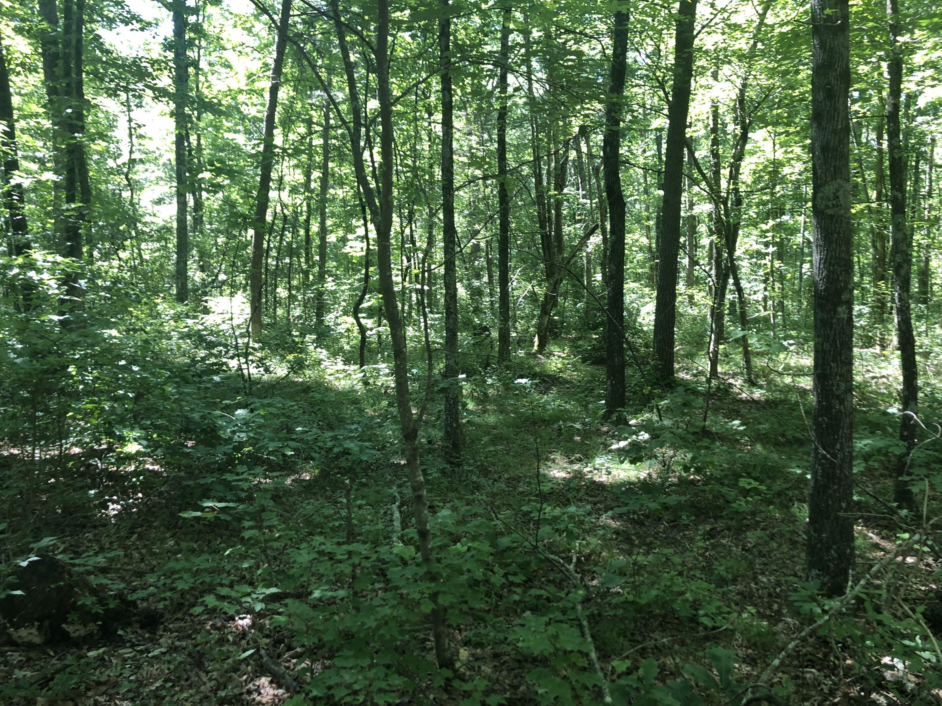 9713 Reynolds Road Soddy Daisy, TN 37379 - Photo 12 of 17 IMG_2276