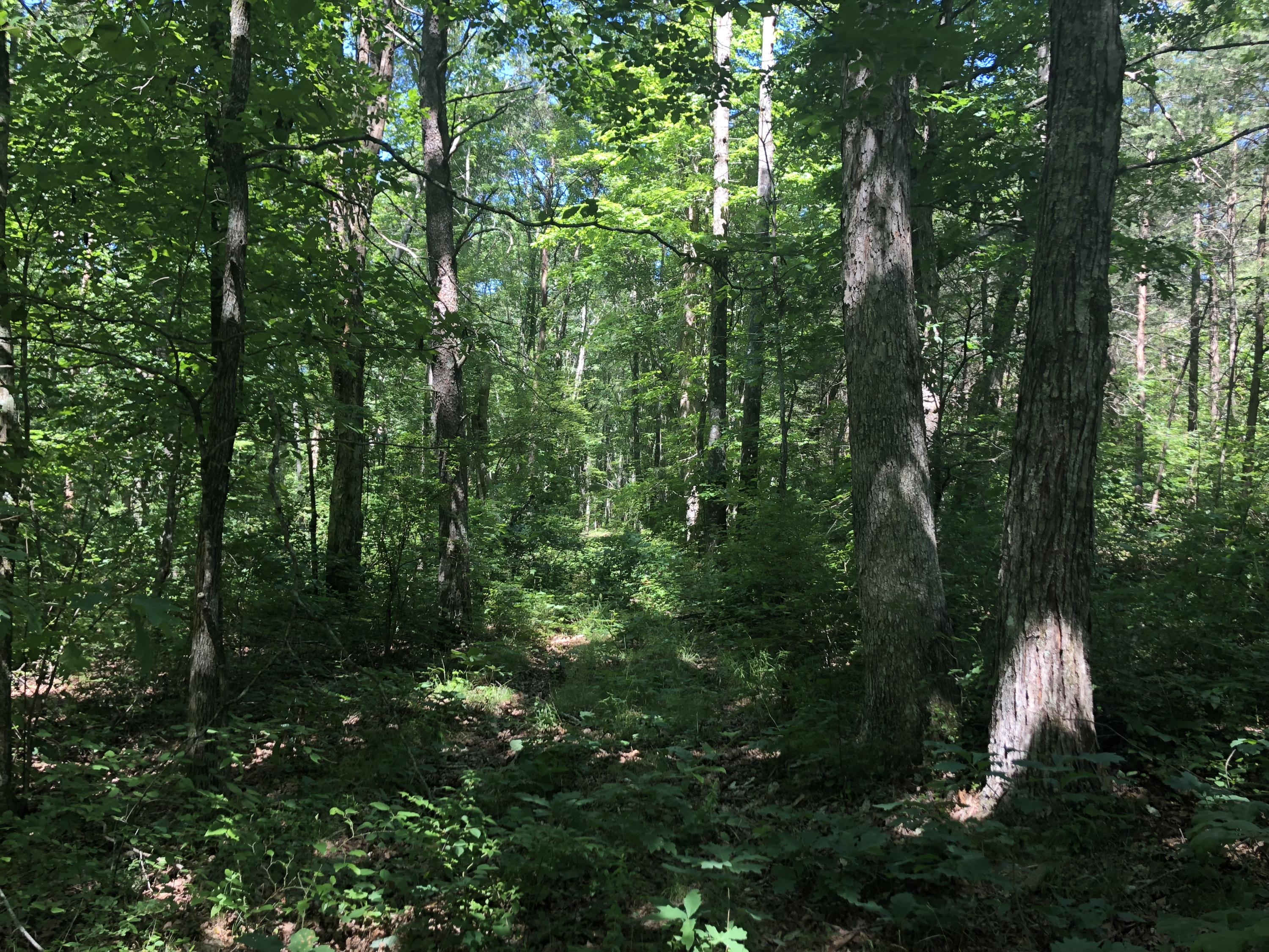 9713 Reynolds Road Soddy Daisy, TN 37379 - Photo 13 of 17 IMG_2277