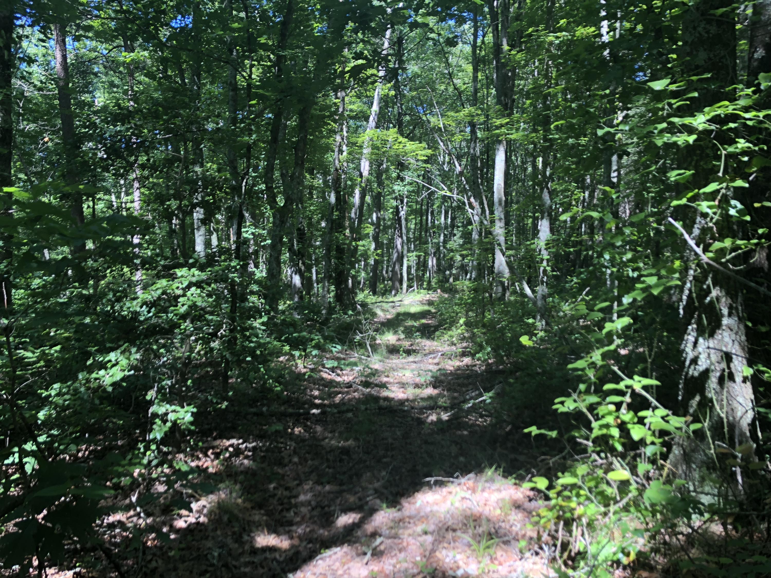 9713 Reynolds Road Soddy Daisy, TN 37379 - Photo 14 of 17 IMG_2278