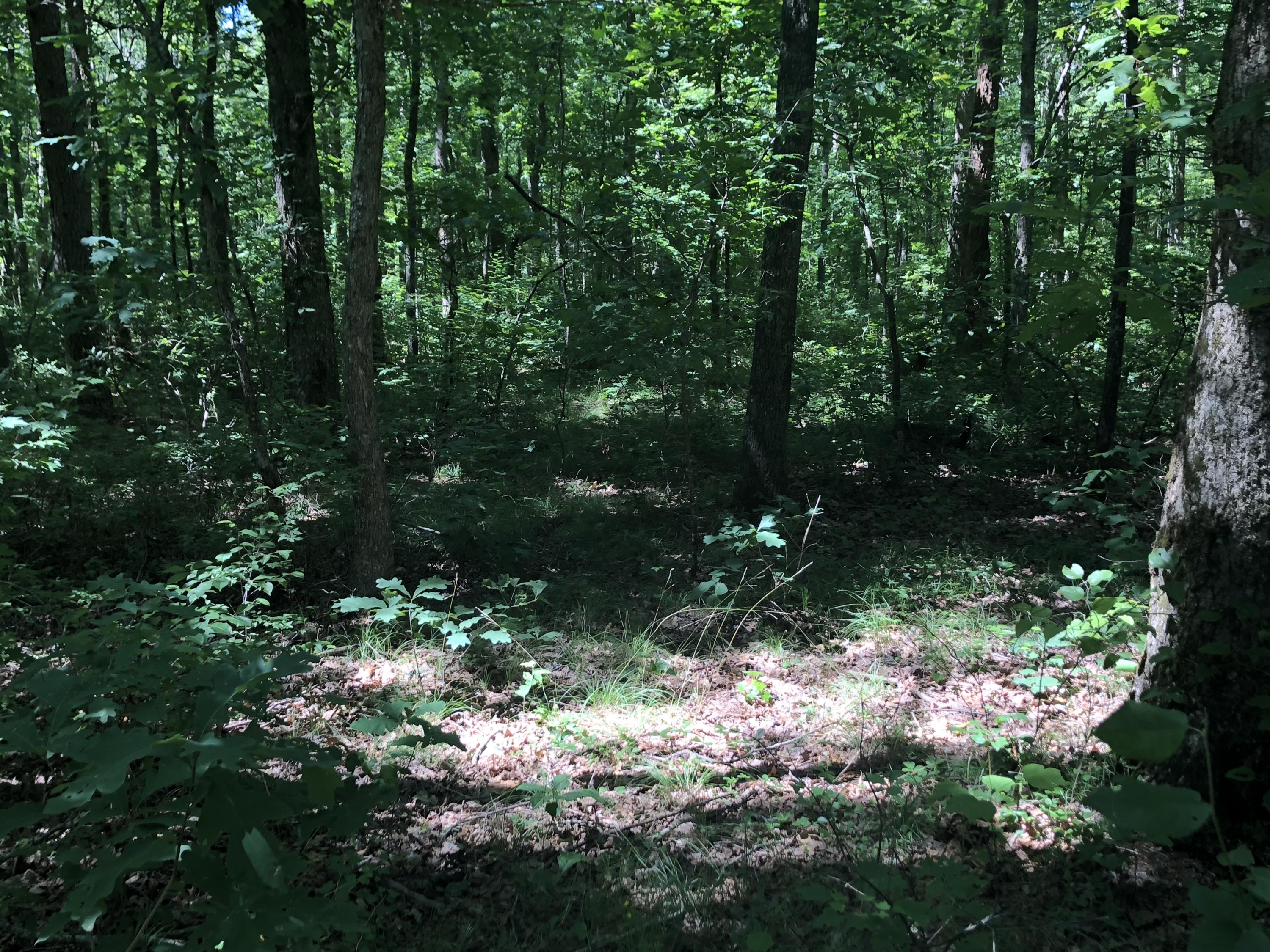 9713 Reynolds Road Soddy Daisy, TN 37379 - Photo 17 of 17 IMG_2281