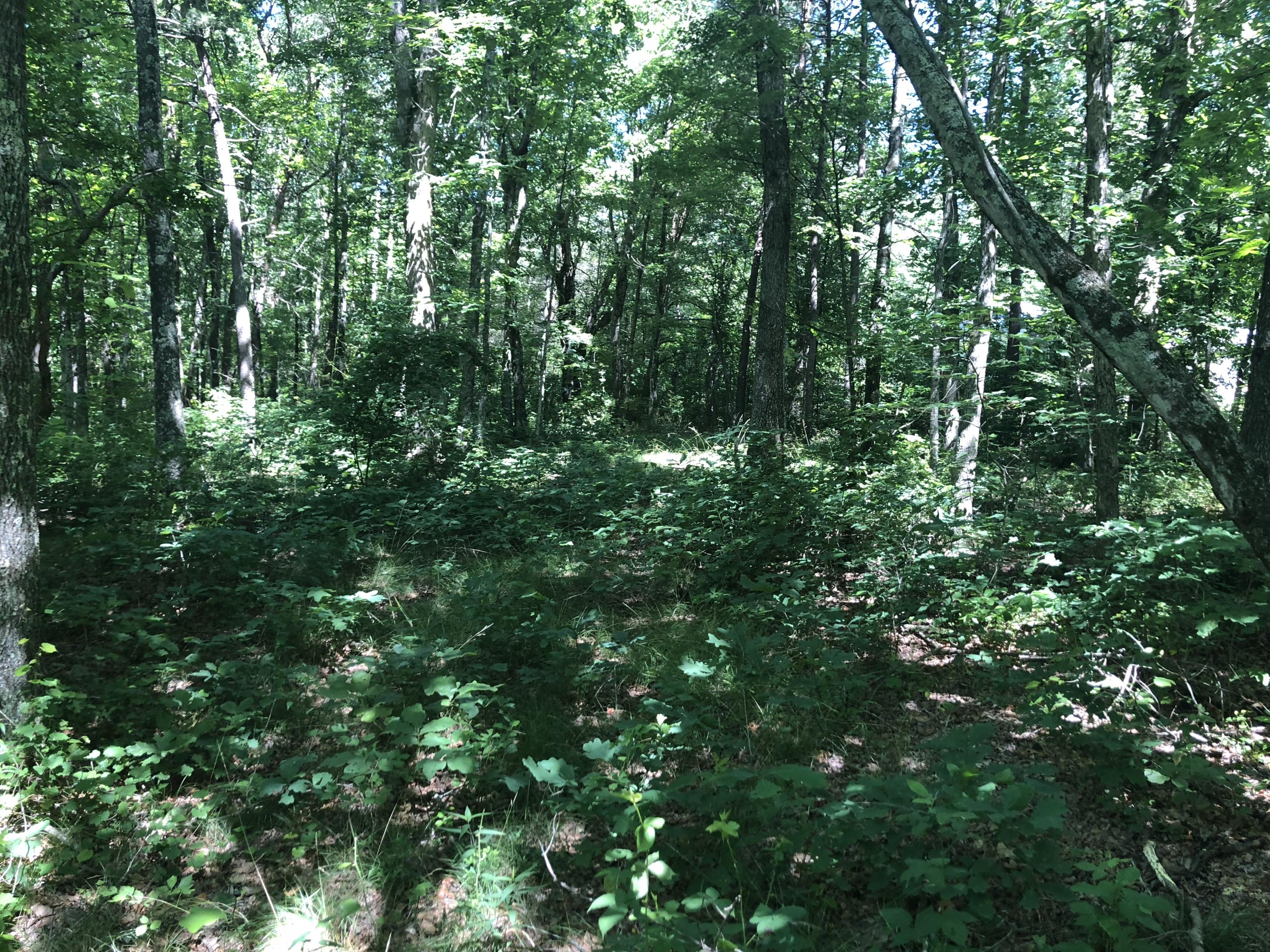 9713 Reynolds Road Soddy Daisy, TN 37379 - Photo 8 of 17 IMG_2272