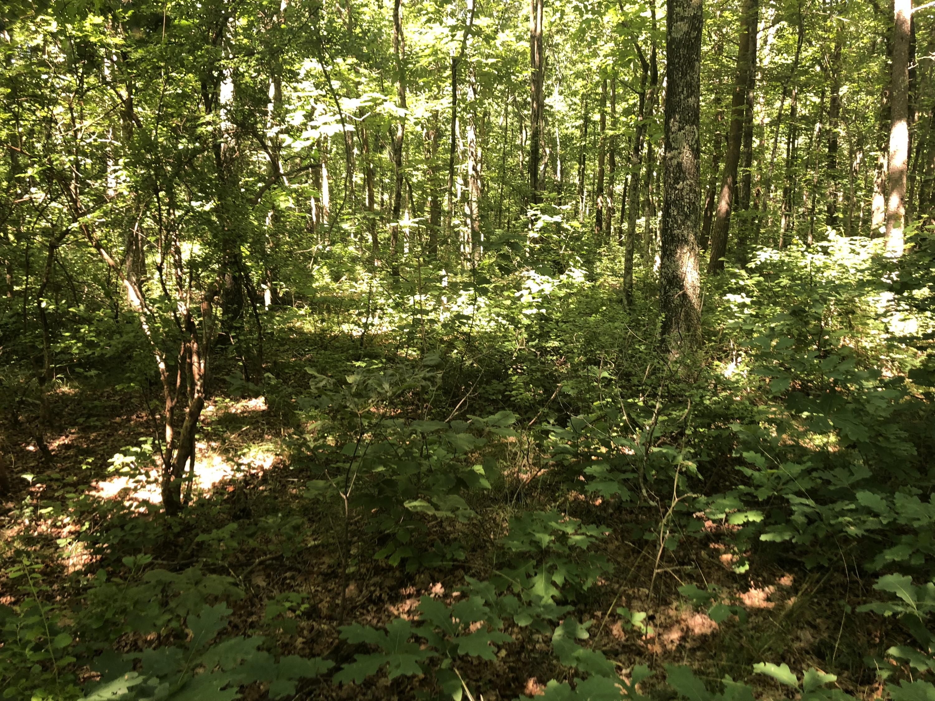 9713 Reynolds Road Soddy Daisy, TN 37379 - Photo 10 of 17 IMG_2274