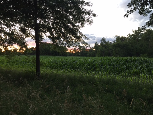 1354 Sublette Road Sublette, IL 61367 - Photo 1 of 5 a view of a garden with a tree