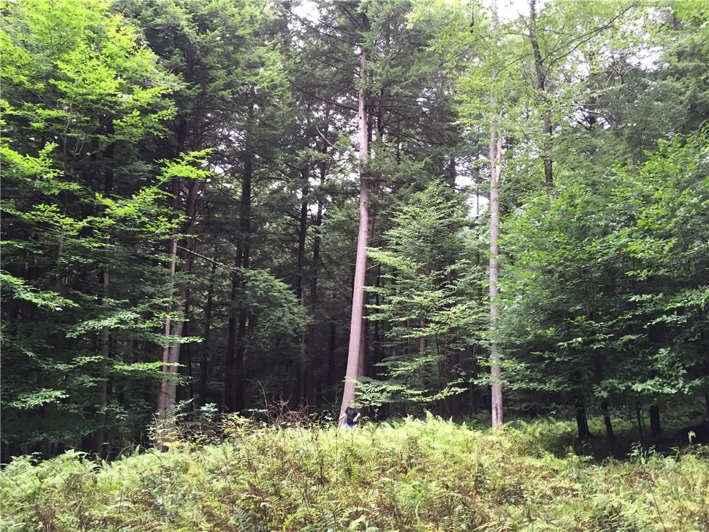 512 Beaver Run Road Westover, PA 16692 - Photo 21 of 24 Woods