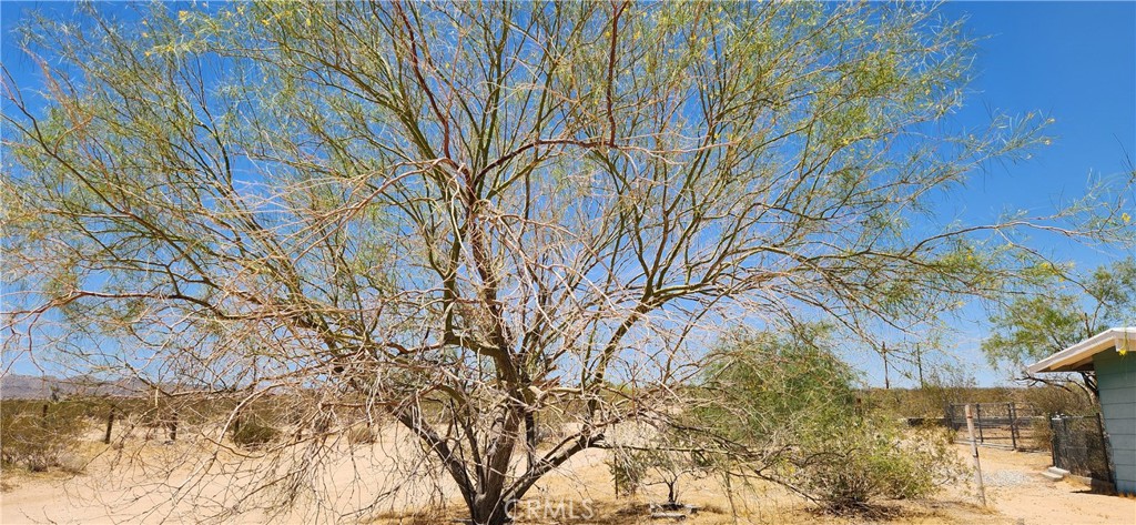 4675 Kickapoo Trail Landers, CA 92285 - Photo 12 of 14 a backyard of a house with large trees