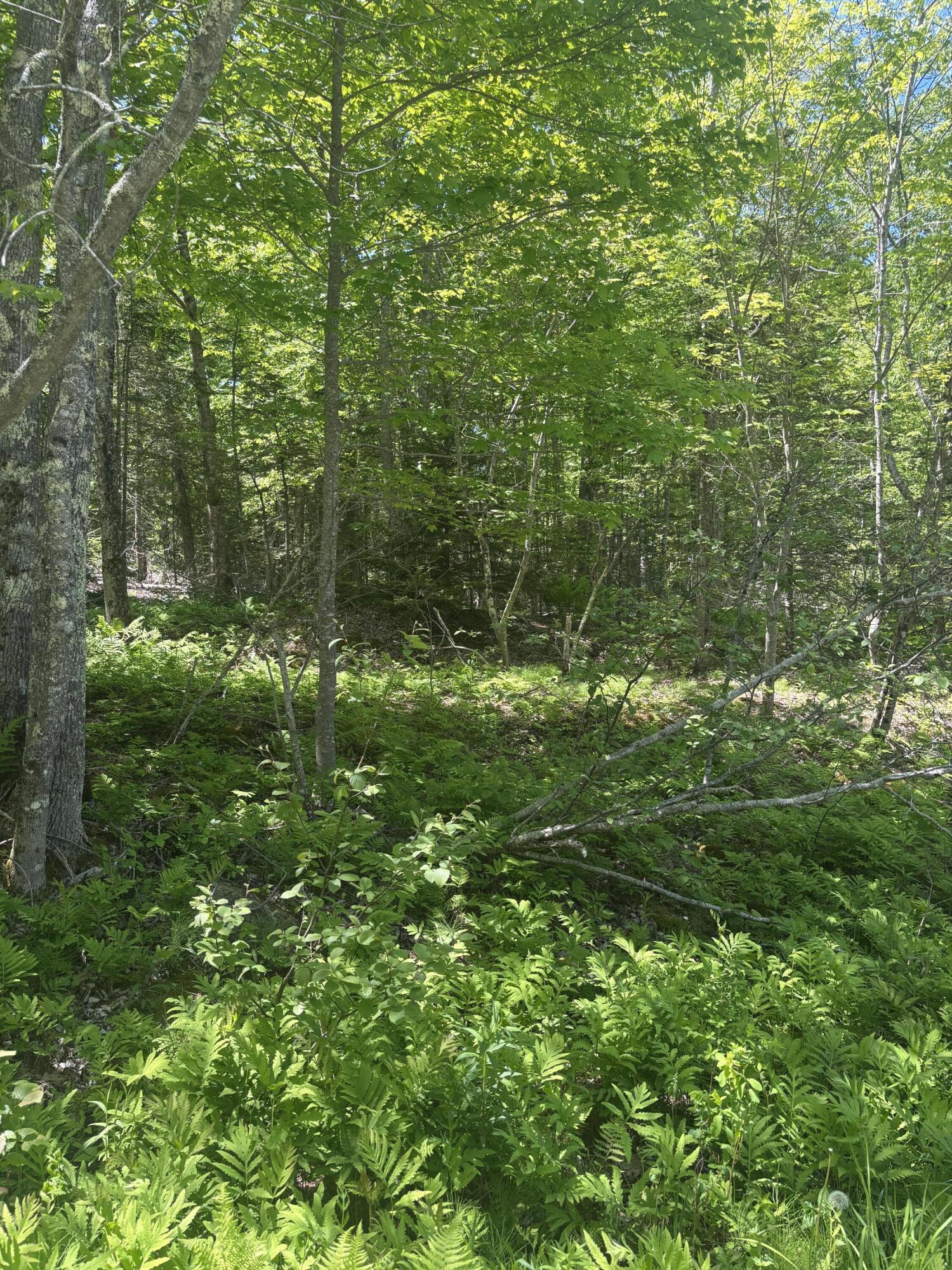 954 Cape Rosier Road Brooksville, ME 04642 - Photo 7 of 7