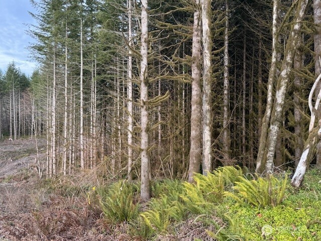 0 August Road Onalaska, WA 98570 - Photo 22 of 28