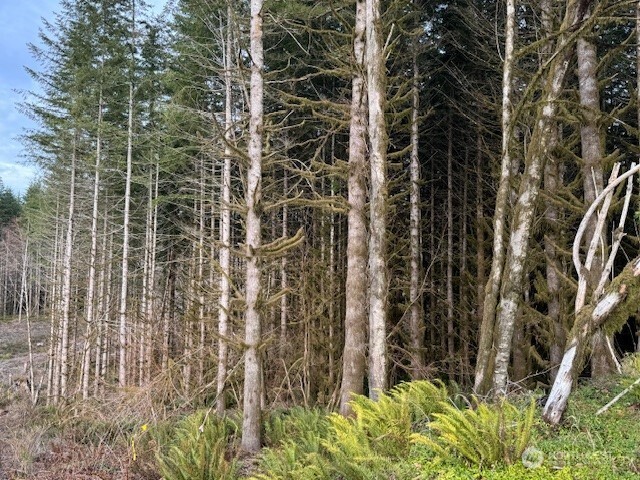 0 August Road Onalaska, WA 98570 - Photo 24 of 28