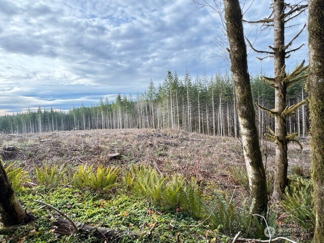 0 August Road Onalaska, WA 98570 - Photo 6 of 28