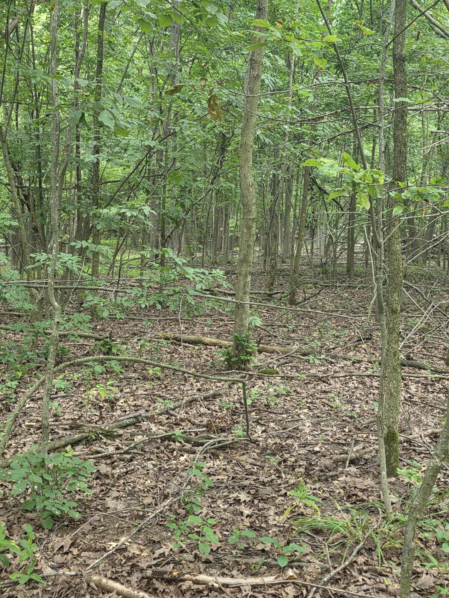 Crystal Road Hubbardston, MI 48845 - Photo 15 of 18 1000009236 (1)
