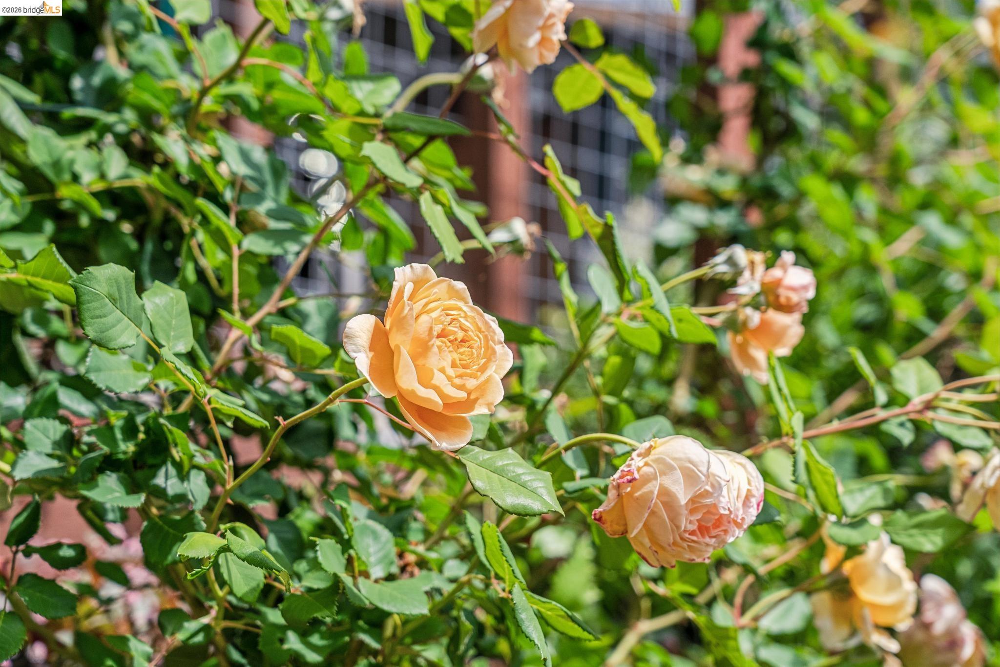 6383 Valley View Road Oakland, CA 94611 - Photo 65 of 99