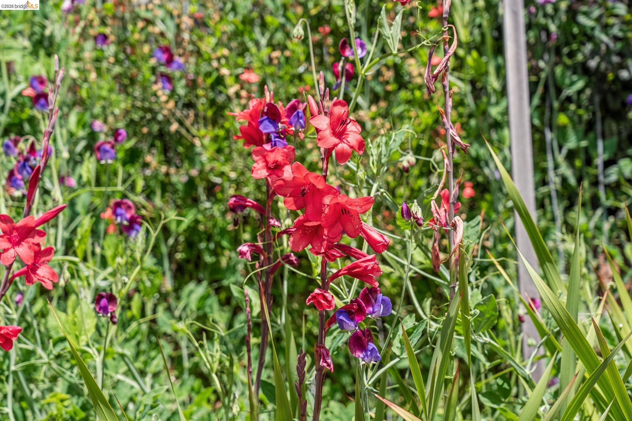 6383 Valley View Road Oakland, CA 94611 - Photo 68 of 99