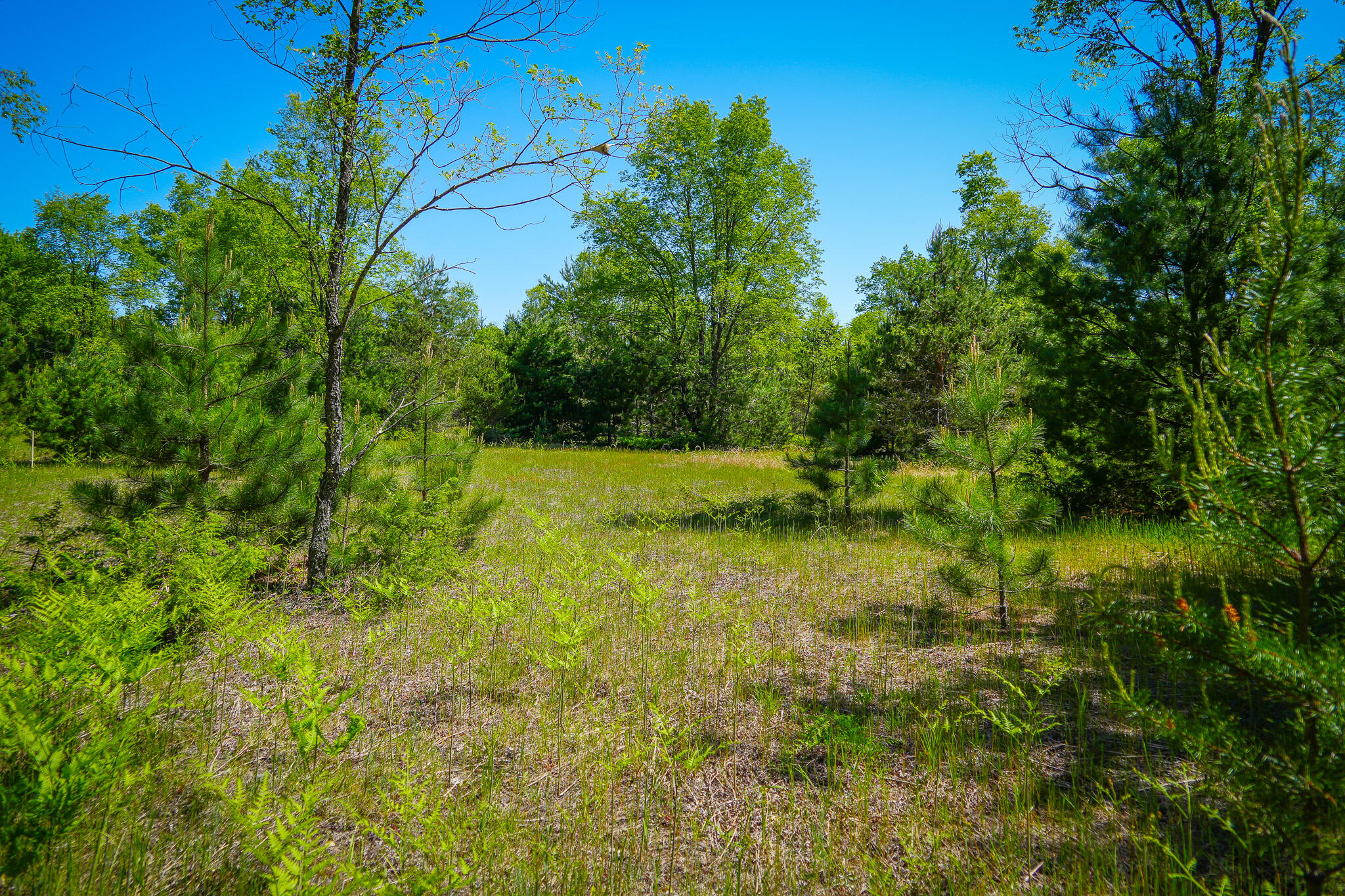 Parcel B Makinen Road Kaleva, MI 49645 - Photo 23 of 38 DSC00240