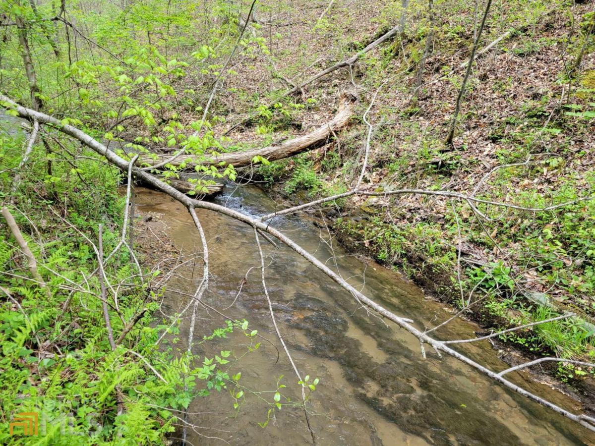 Lot27 Oak Ridge Road Ellijay, GA 30536 - Photo 12 of 12 a picture of a plant
