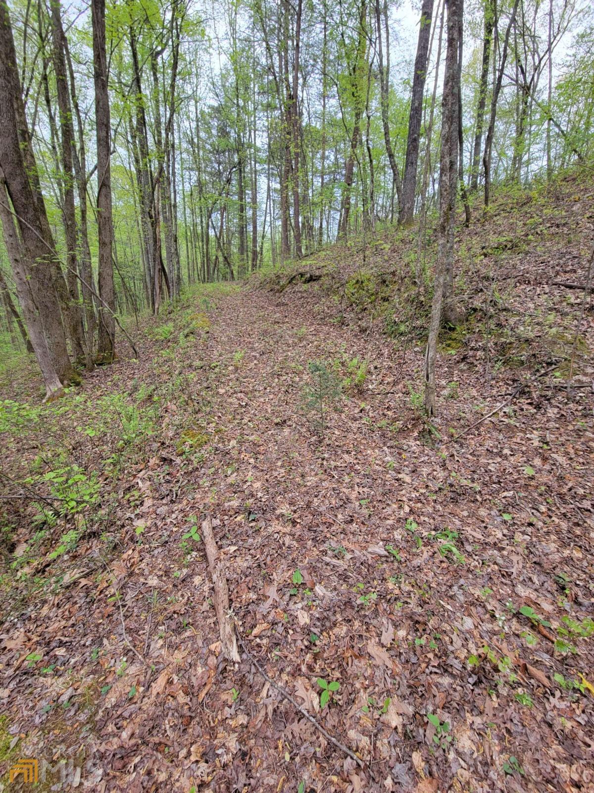 Lot27 Oak Ridge Road Ellijay, GA 30536 - Photo 8 of 12 a view of a forest with trees in the background